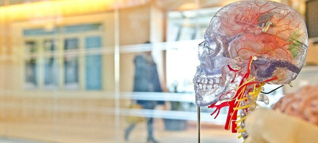 Clear skull scultpure used to show brain and veins. Sitting on a table in a hospital waiting room