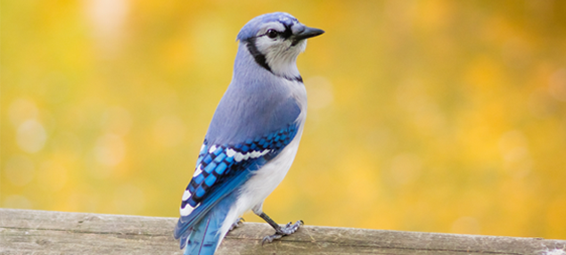 Blue jay perched on a wooden fence