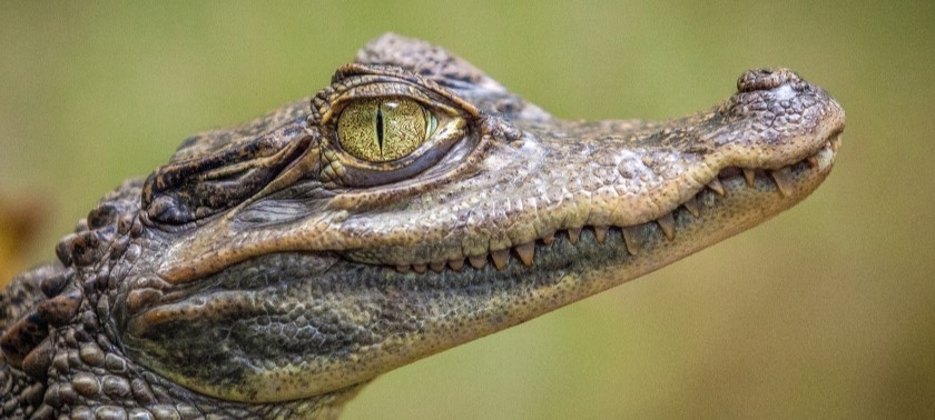 side profile of a crocodile