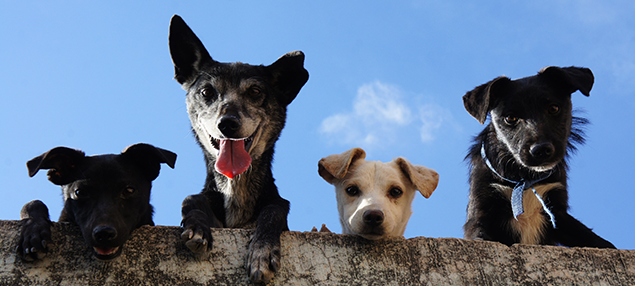 Four dogs looking down over a ledge and smiling at the camera. Blue sky in the background
