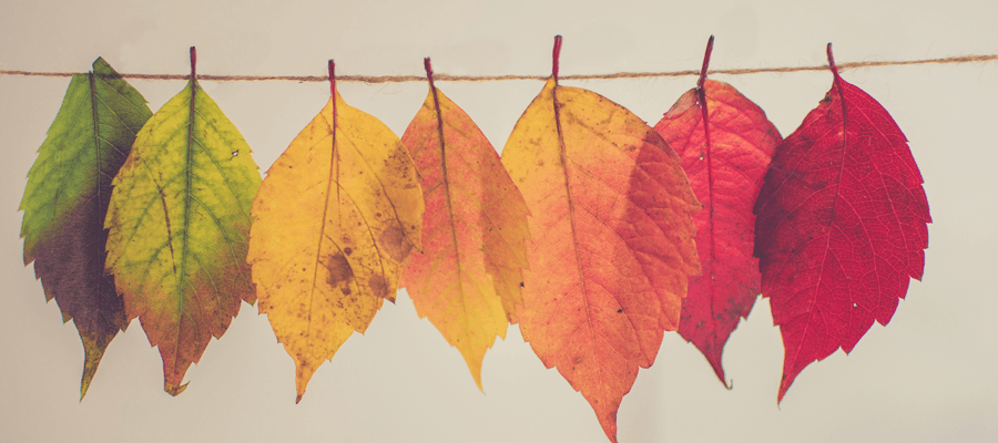 Colored leaves drying on a wire