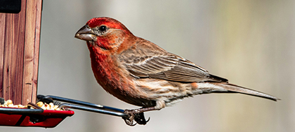 red bird standing on a bird feeder