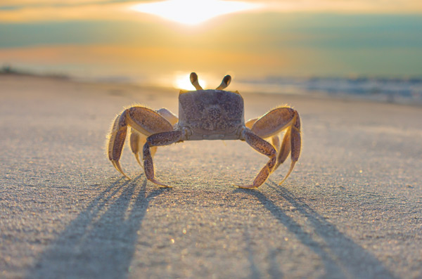 Ghost Crab at Sunrise on IOP