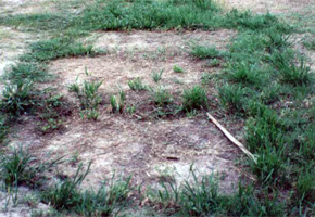 Description: grass outlines around drainfield