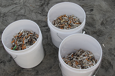 Over 6,500 cigarette butts were removed from the beach during the baseline monitoring events